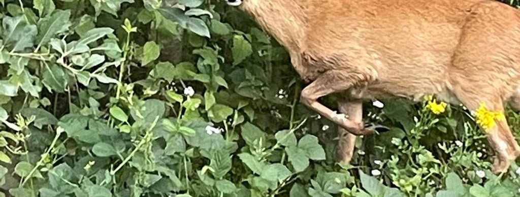 Fressen Rehe Dahlien? 6 Tipps zum wirksamen Schutz - Bloomenwelt